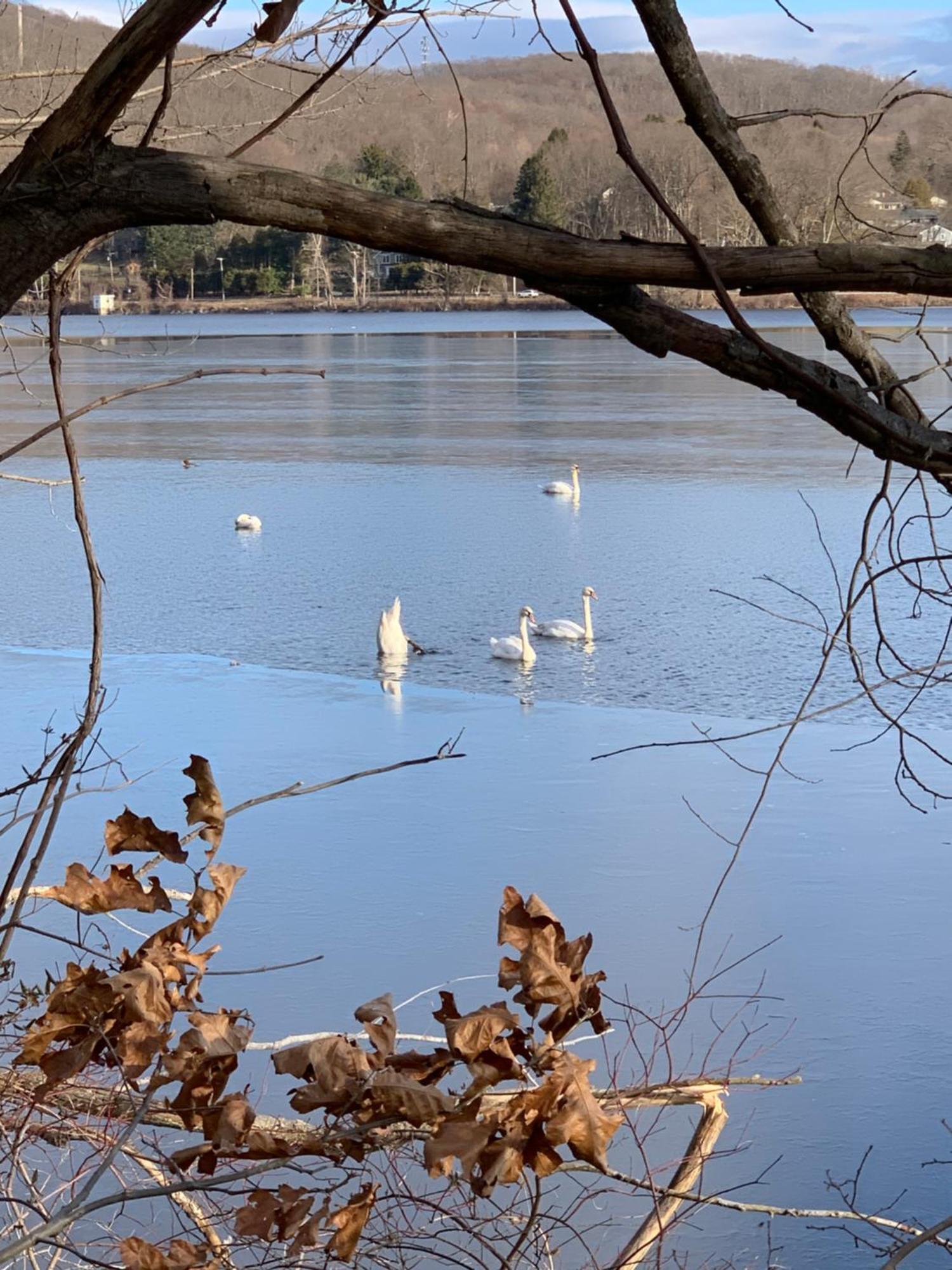 Cottage By The Lake, Hudson Valley/ Love Pets Brewster מראה חיצוני תמונה